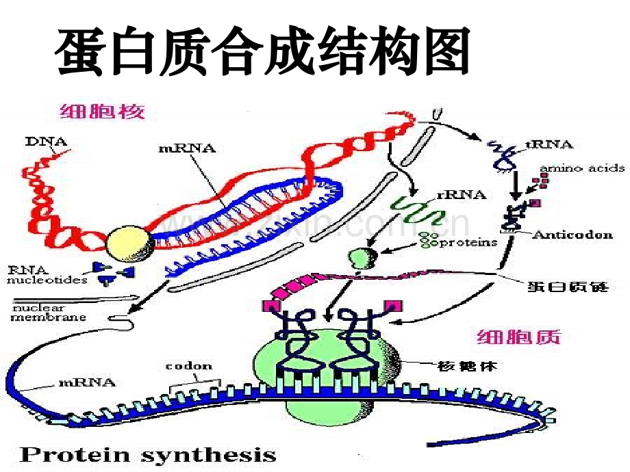 高三生物细胞质遗传基因工程基本内容.pptx_第3页