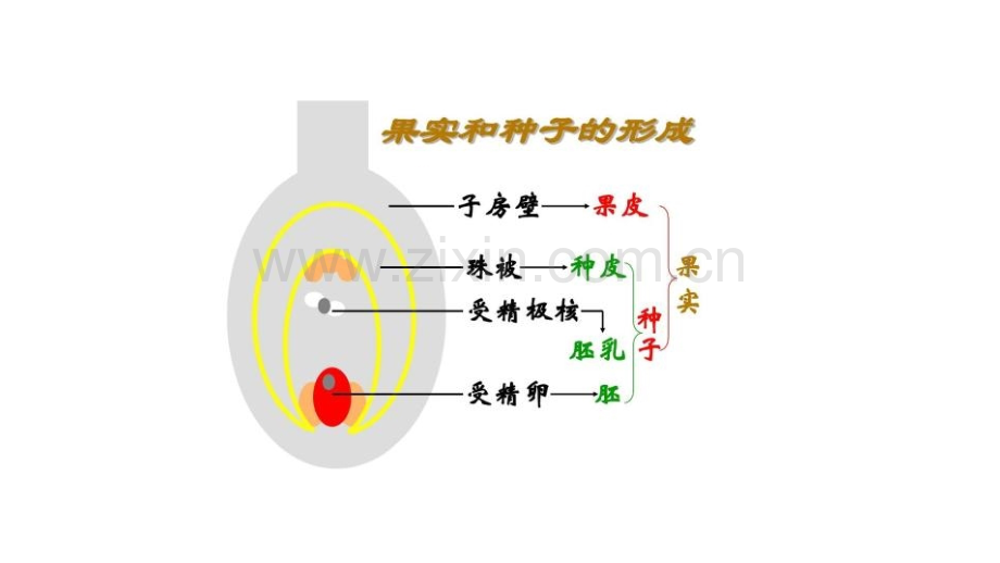 高三生物二轮复习种子专题.pptx_第2页