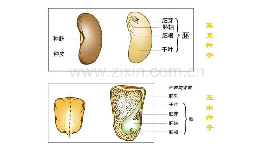 高三生物二轮复习种子专题.pptx_第3页