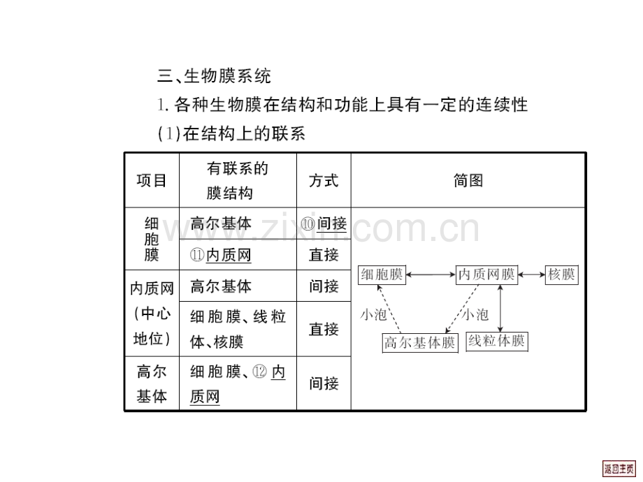 高三生物细胞核和生物膜系统.pptx_第3页