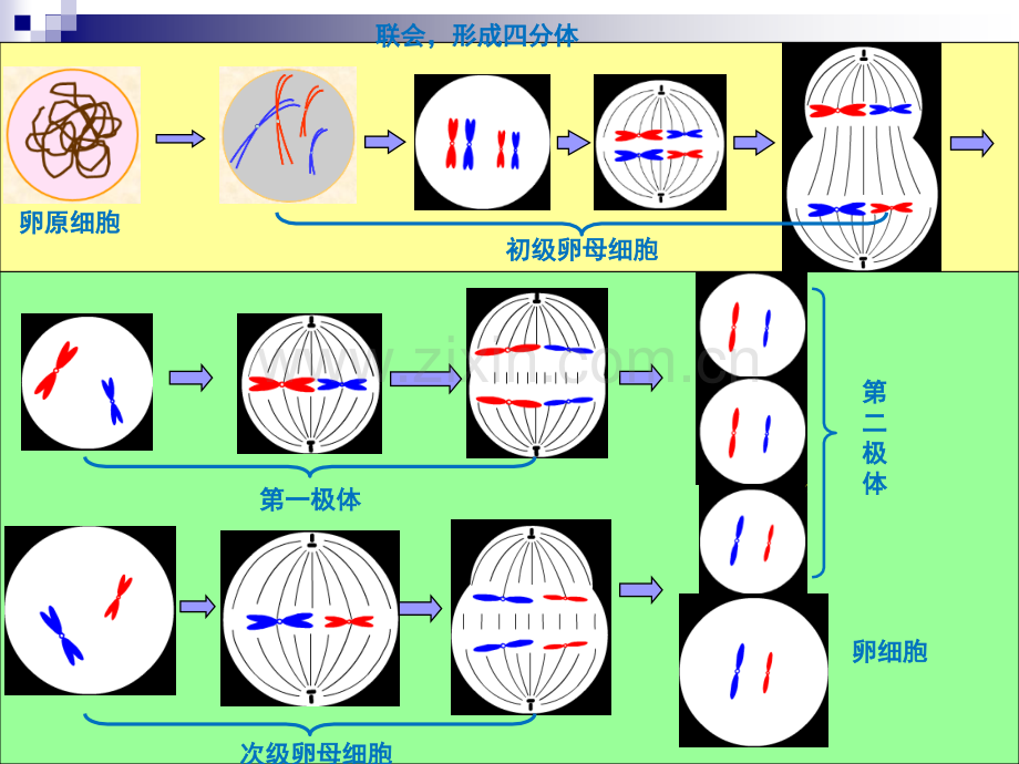 人教版生物必修二复习总结课件.pptx_第3页