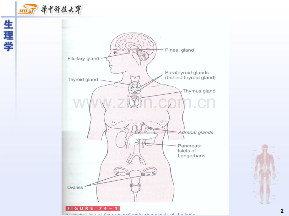 高等教育内分泌.pptx_第2页