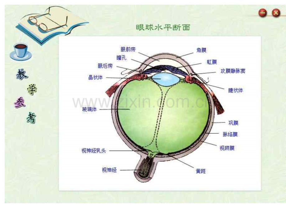 七年级科学眼和视觉7.pptx_第2页