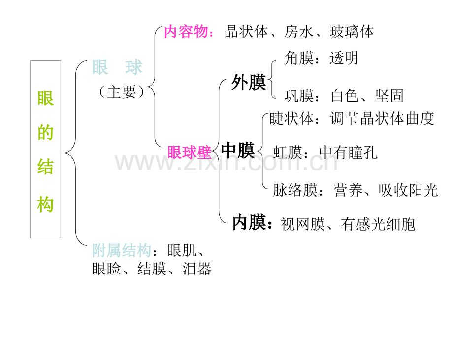 七年级科学眼和视觉7.pptx_第3页