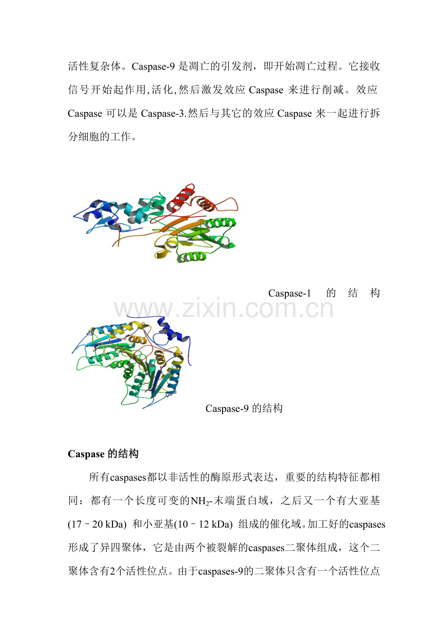 caspase9的综述.doc_第2页