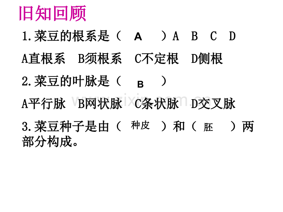 单子叶植物.pptx_第1页