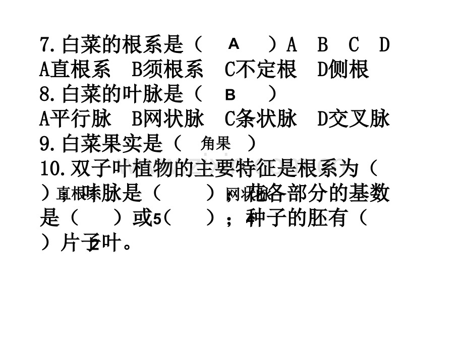 单子叶植物.pptx_第3页