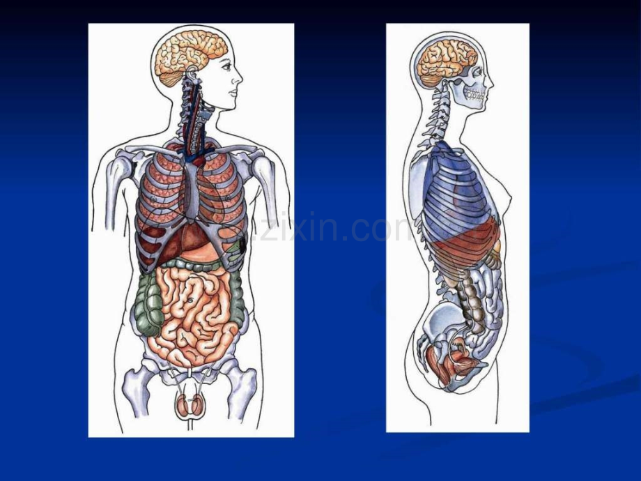 腹腔解剖图谱.pptx_第3页