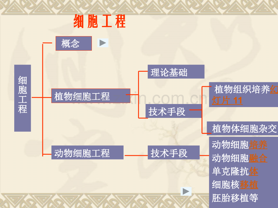 高三生物细胞工程简介.pptx_第3页