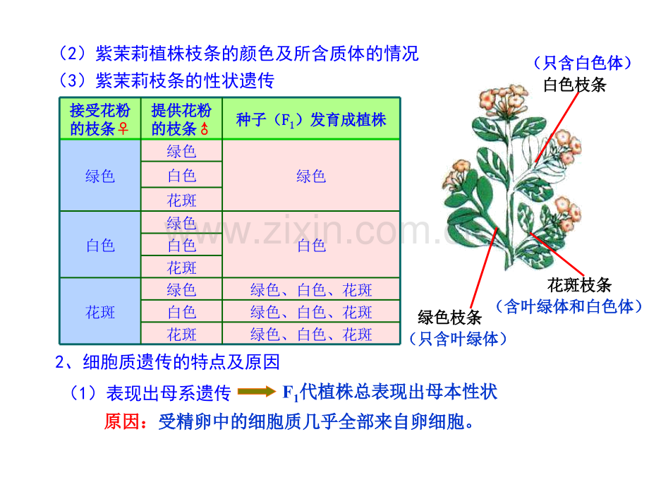 细胞质遗传与基因结构.pptx_第1页