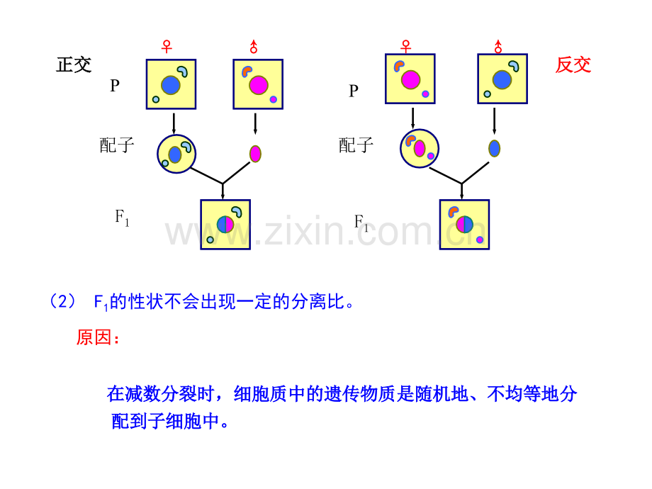 细胞质遗传与基因结构.pptx_第2页