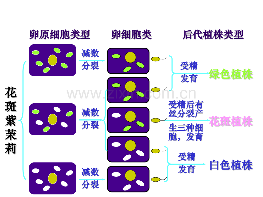 细胞质遗传与基因结构.pptx_第3页