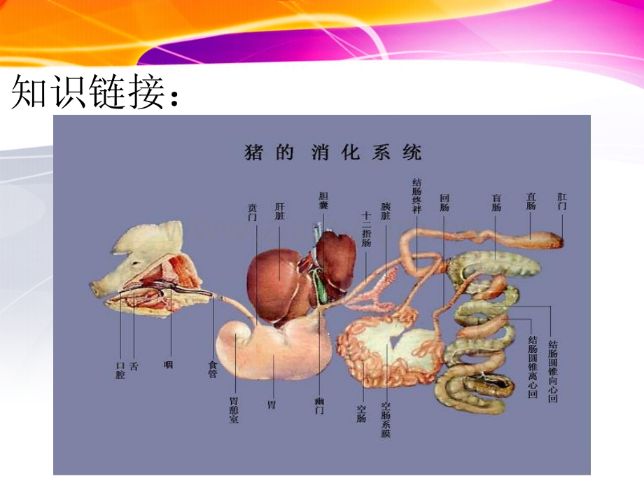 猪的内脏呼吸系统.pptx_第1页