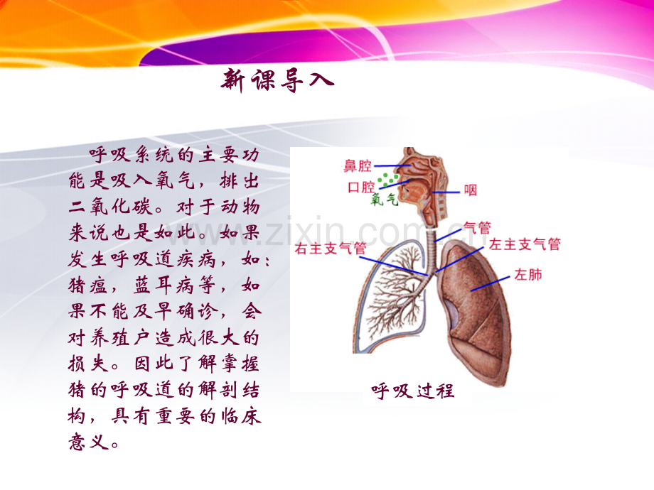 猪的内脏呼吸系统.pptx_第3页