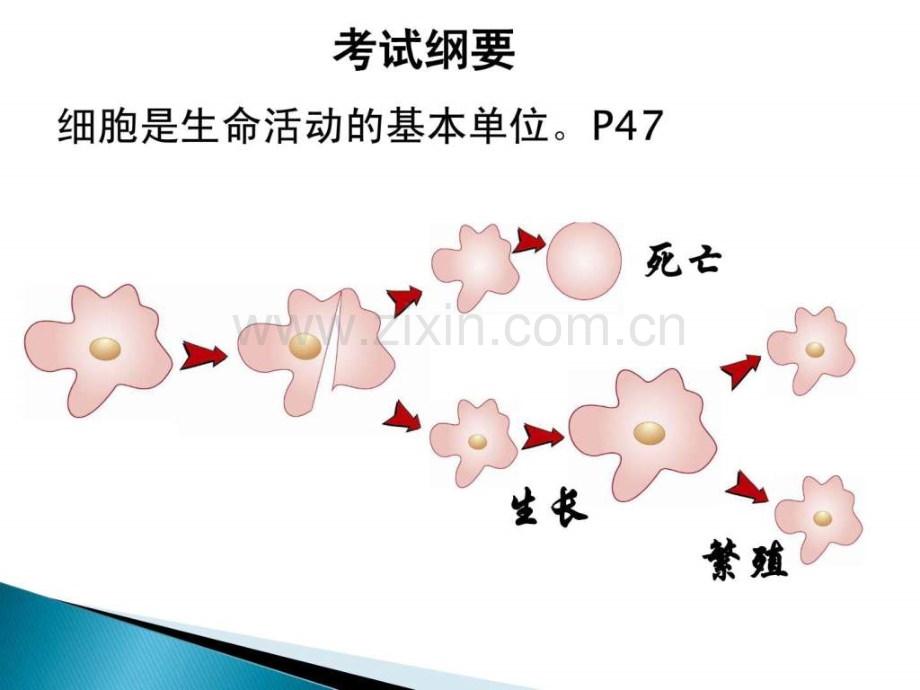 初中生物北师大版复习提纲.pptx_第1页