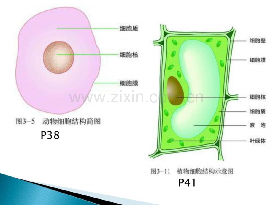 初中生物北师大版复习提纲.pptx_第3页