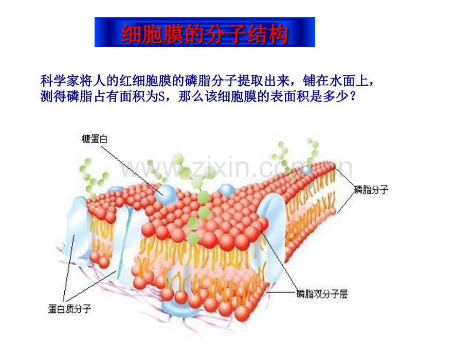 高三第一轮复习细胞结构和功能.pptx_第3页