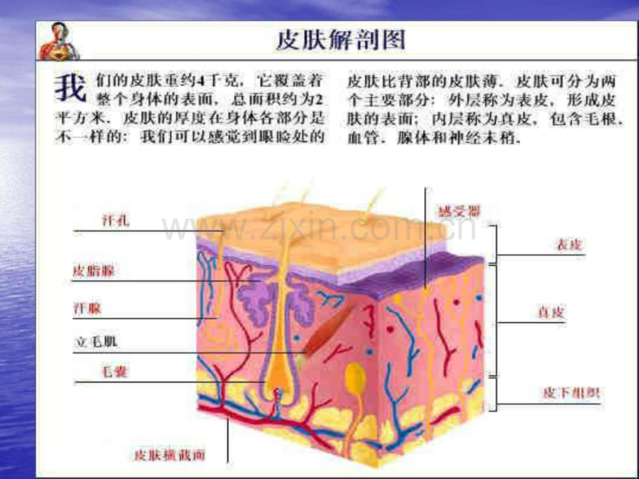 压疮的分期及护理图文.pptx_第3页