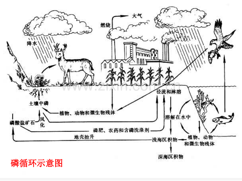 生态学沉积型循环.pptx_第3页