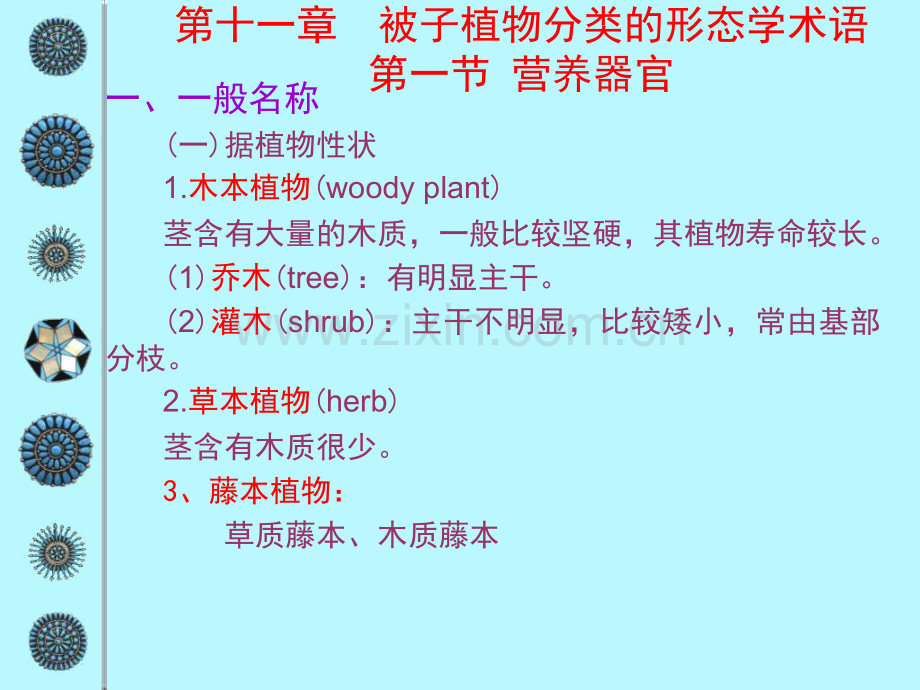 92被子植物分类的形态学术语.pptx_第1页