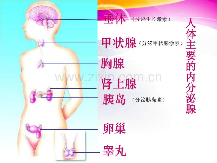 人体的激素调节.pptx_第1页