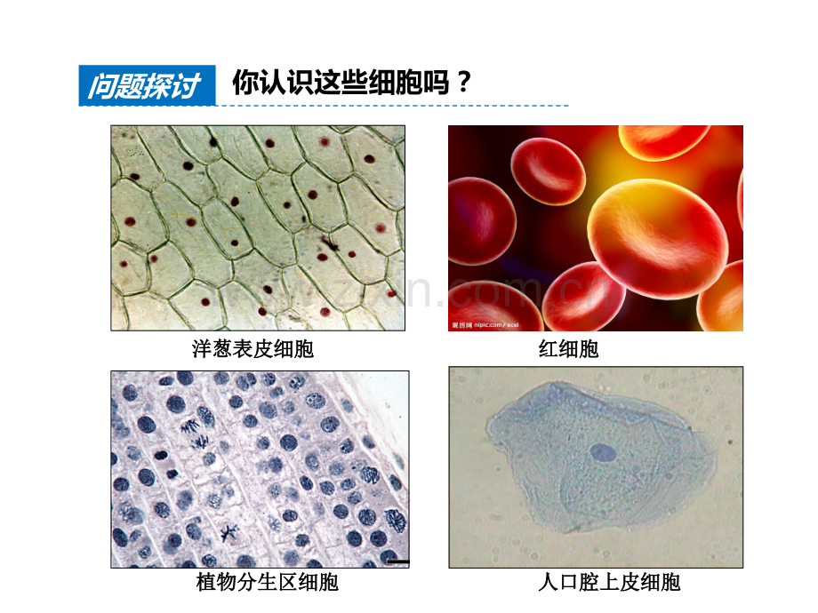 人教版教学课件细胞的多样性和统一性.pptx_第2页