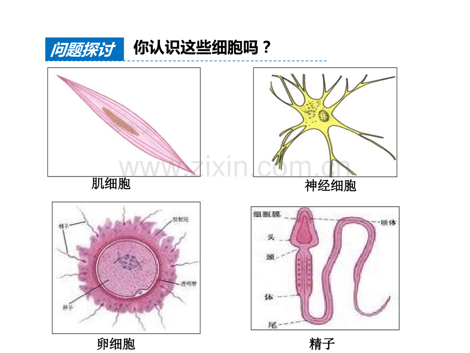 人教版教学课件细胞的多样性和统一性.pptx_第3页