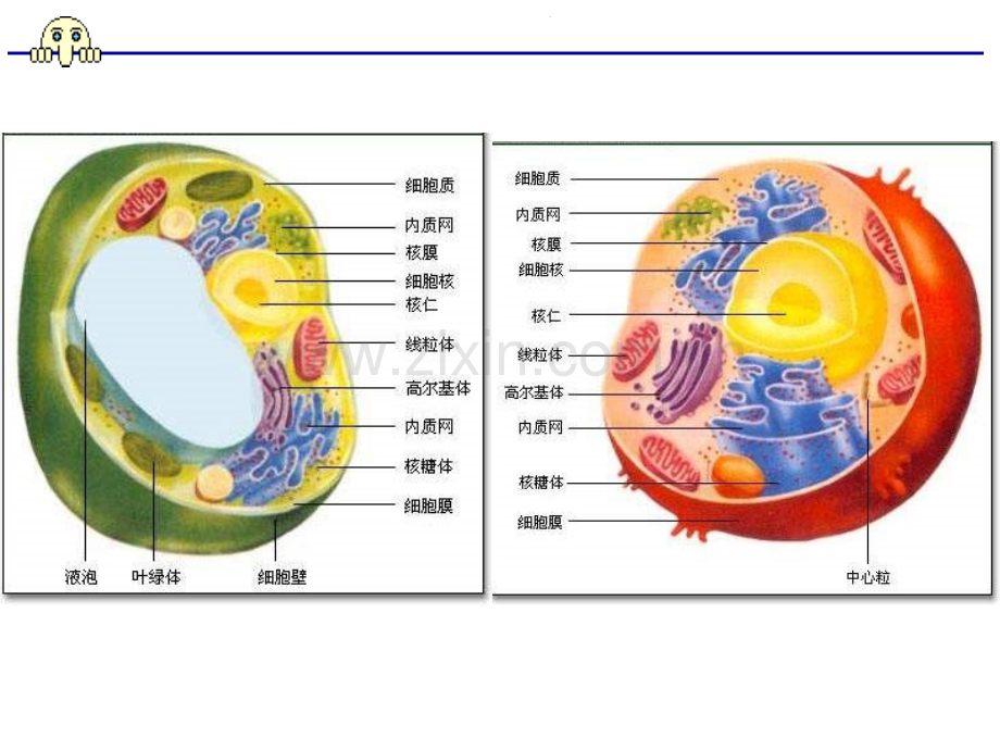 高三生物细胞器总复习与发散.pptx_第2页