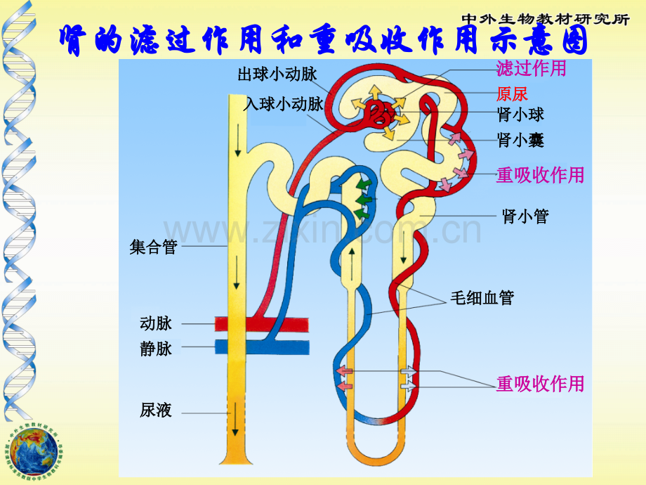 人体废物的排出.pptx_第2页