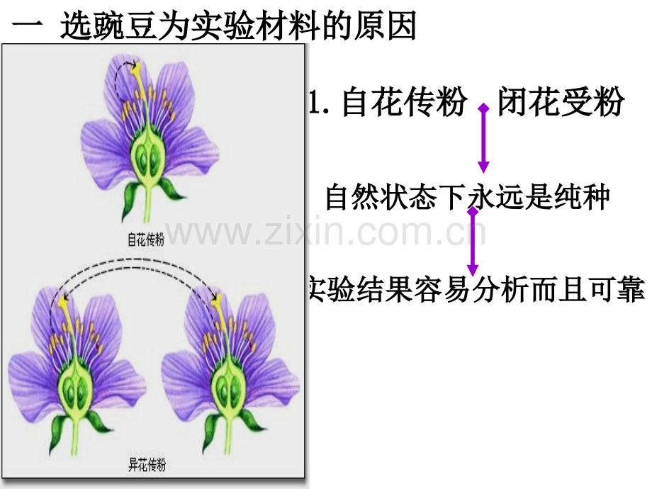 孟豌豆杂交实验一.pptx_第2页