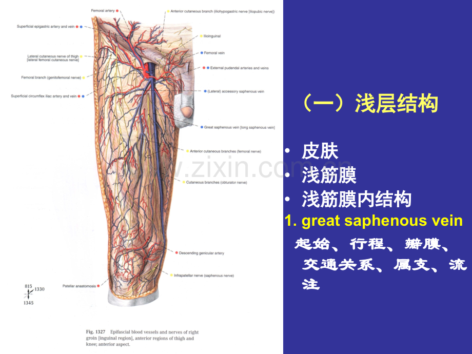 上海交通大学局部解剖学02.pptx_第2页