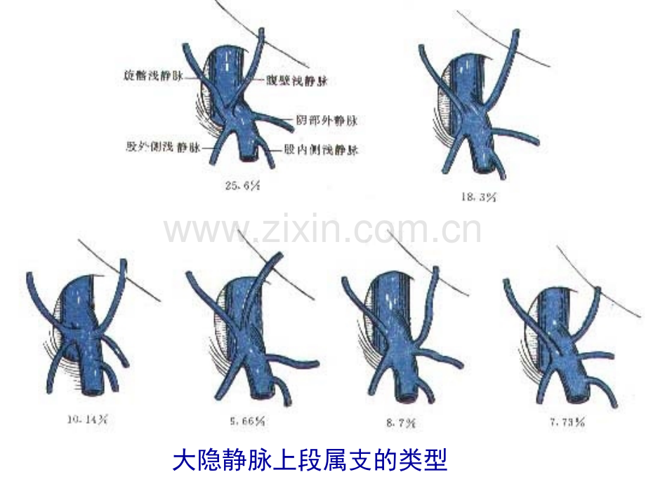 上海交通大学局部解剖学02.pptx_第3页