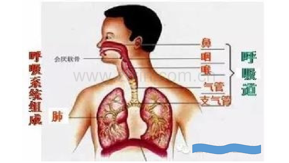 鼻炎-咳嗽医学PPT课件.pptx_第3页