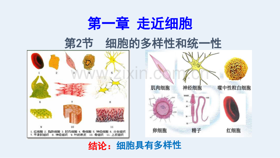 高三第一轮复习细胞的多样性和统一性.pptx_第2页