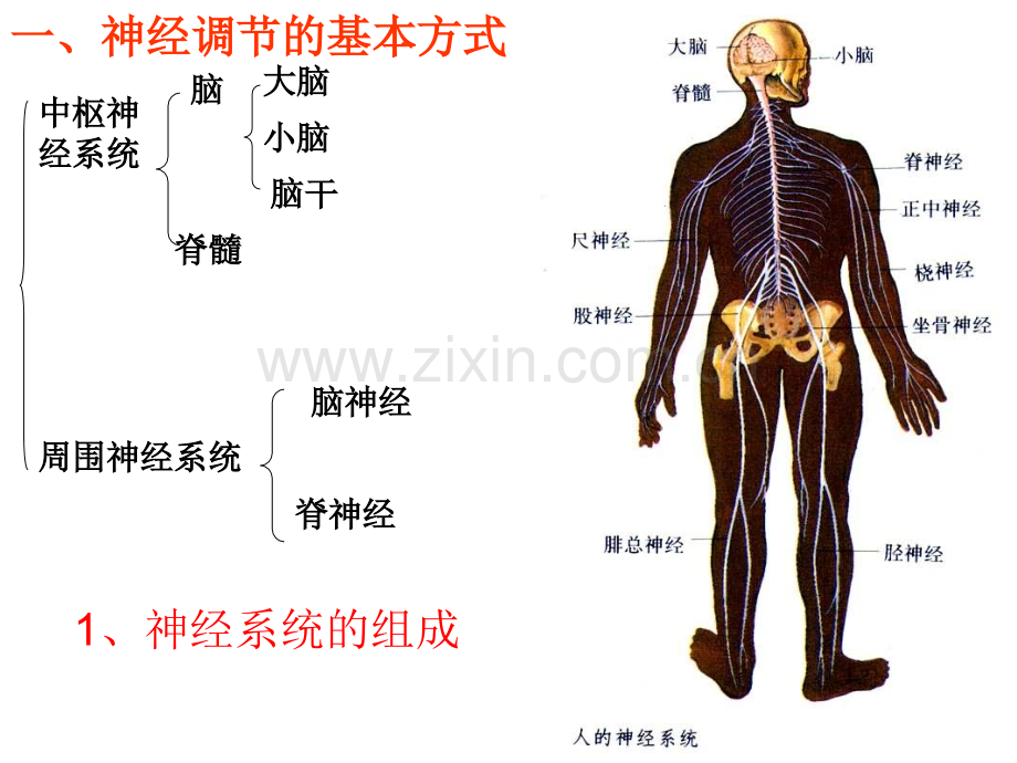 高三生物神经调节复习.pptx_第2页