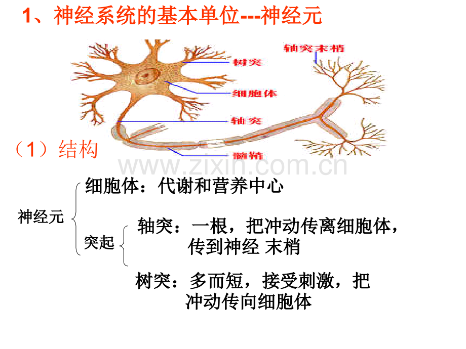 高三生物神经调节复习.pptx_第3页