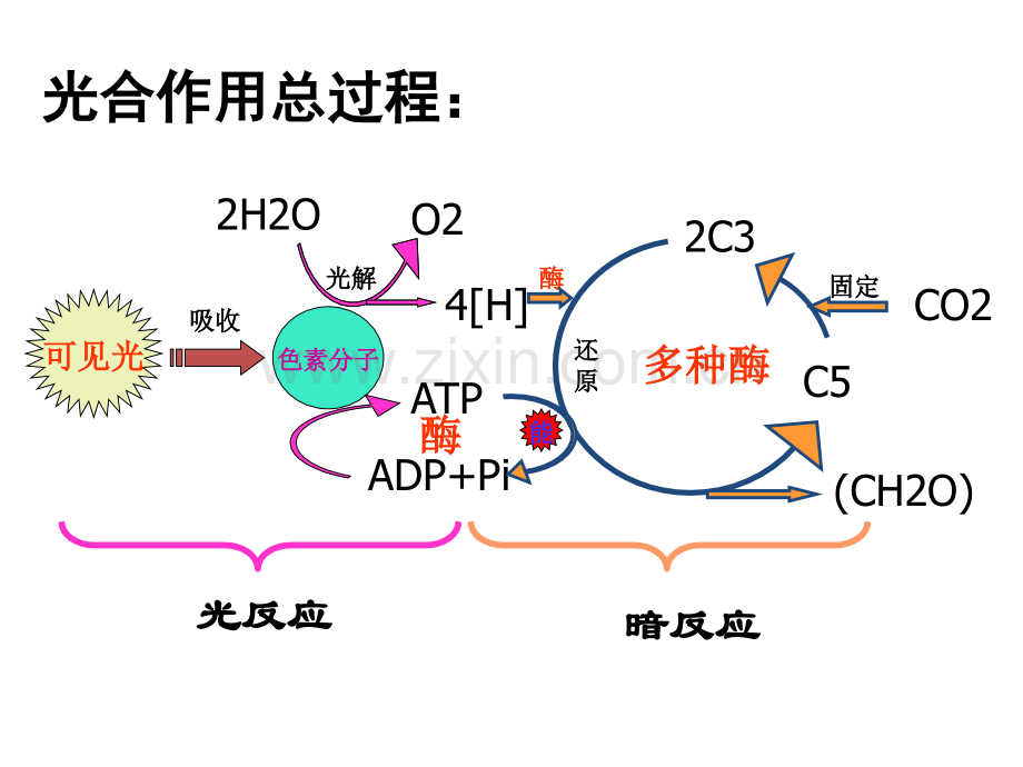 光合作用流程图.pptx_第2页