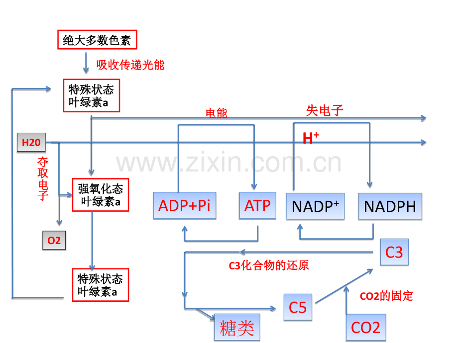 光合作用流程图.pptx_第3页