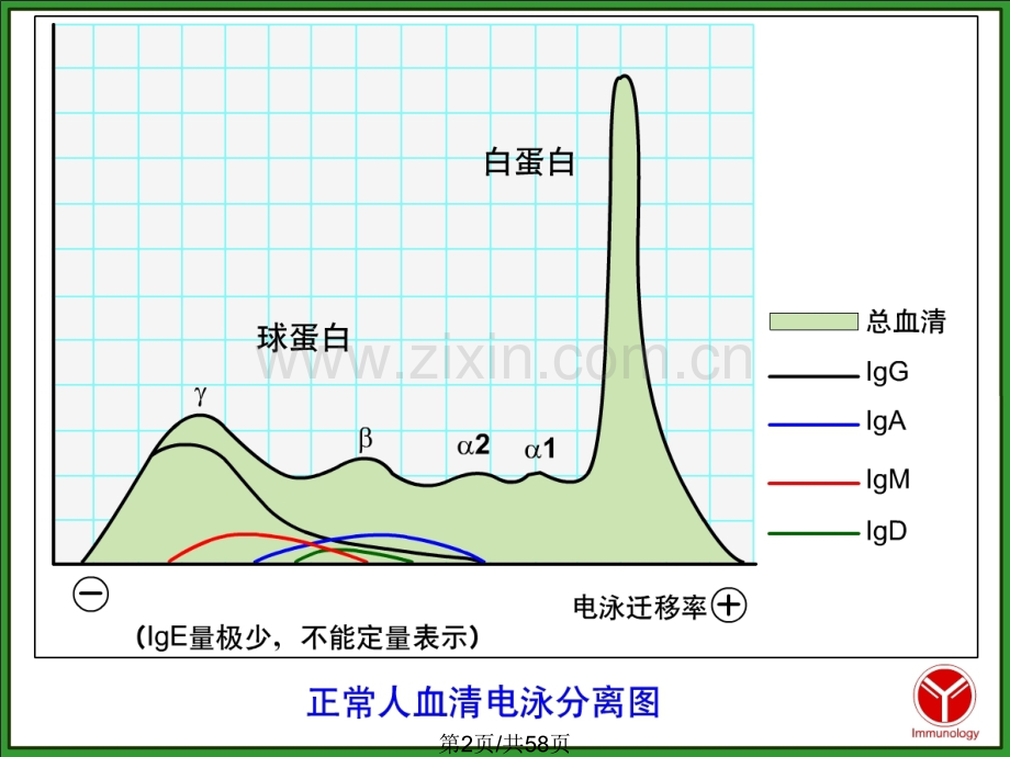 免疫球蛋白1.pptx_第2页