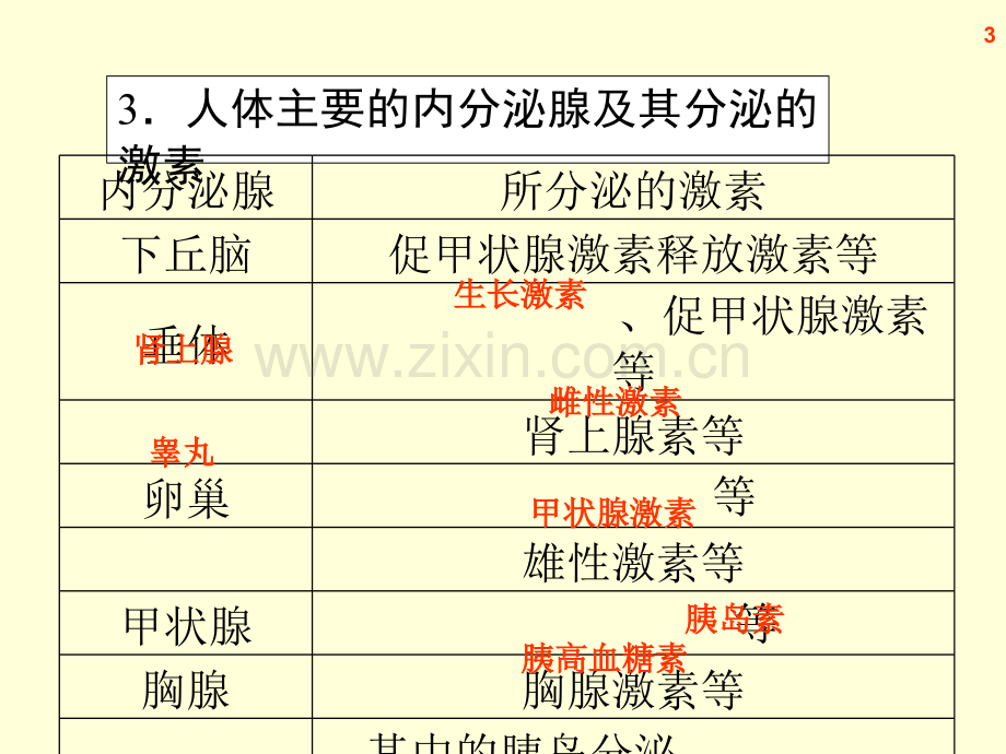 高三生物复习通过激素的调节神经调节与体液调节的关系.pptx_第3页