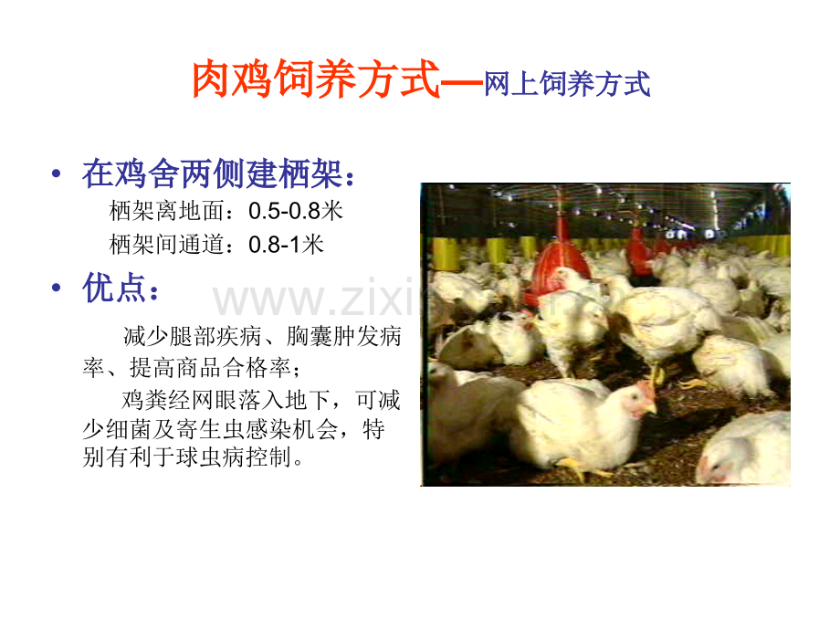 AA肉鸡饲养管理讲座.pptx_第2页