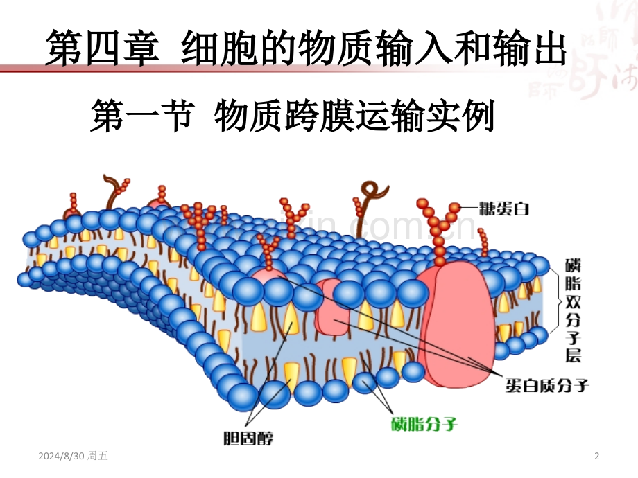 4.1第一节-物质跨膜运输的实例.pptx_第2页