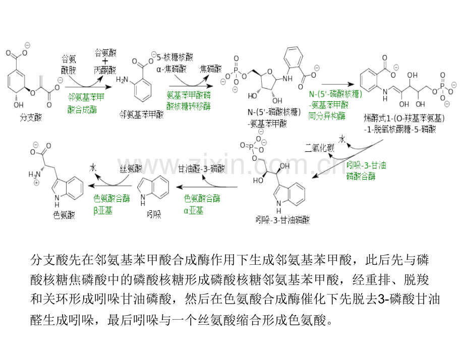 原核表达调控2-分子生物学.pptx_第2页