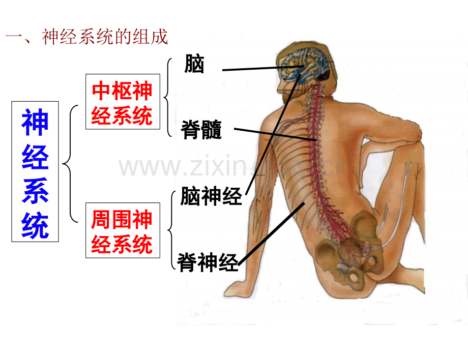 高三生物神经系统调节.pptx_第2页