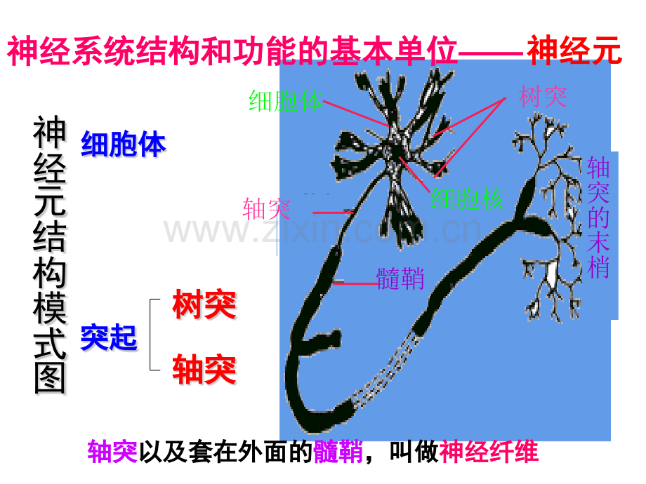 高三生物神经系统调节.pptx_第3页