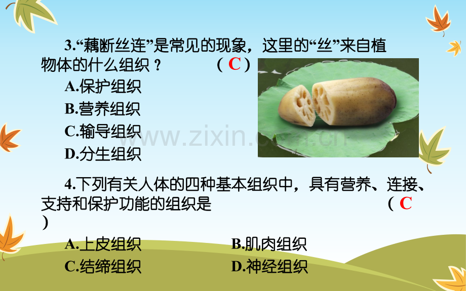 七年级生物上册42生物体的器官系统.pptx_第2页