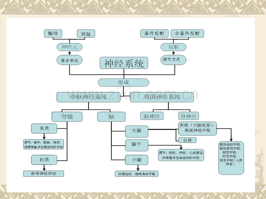 中职《生理学》课件第十章--神经系统.ppt_第3页