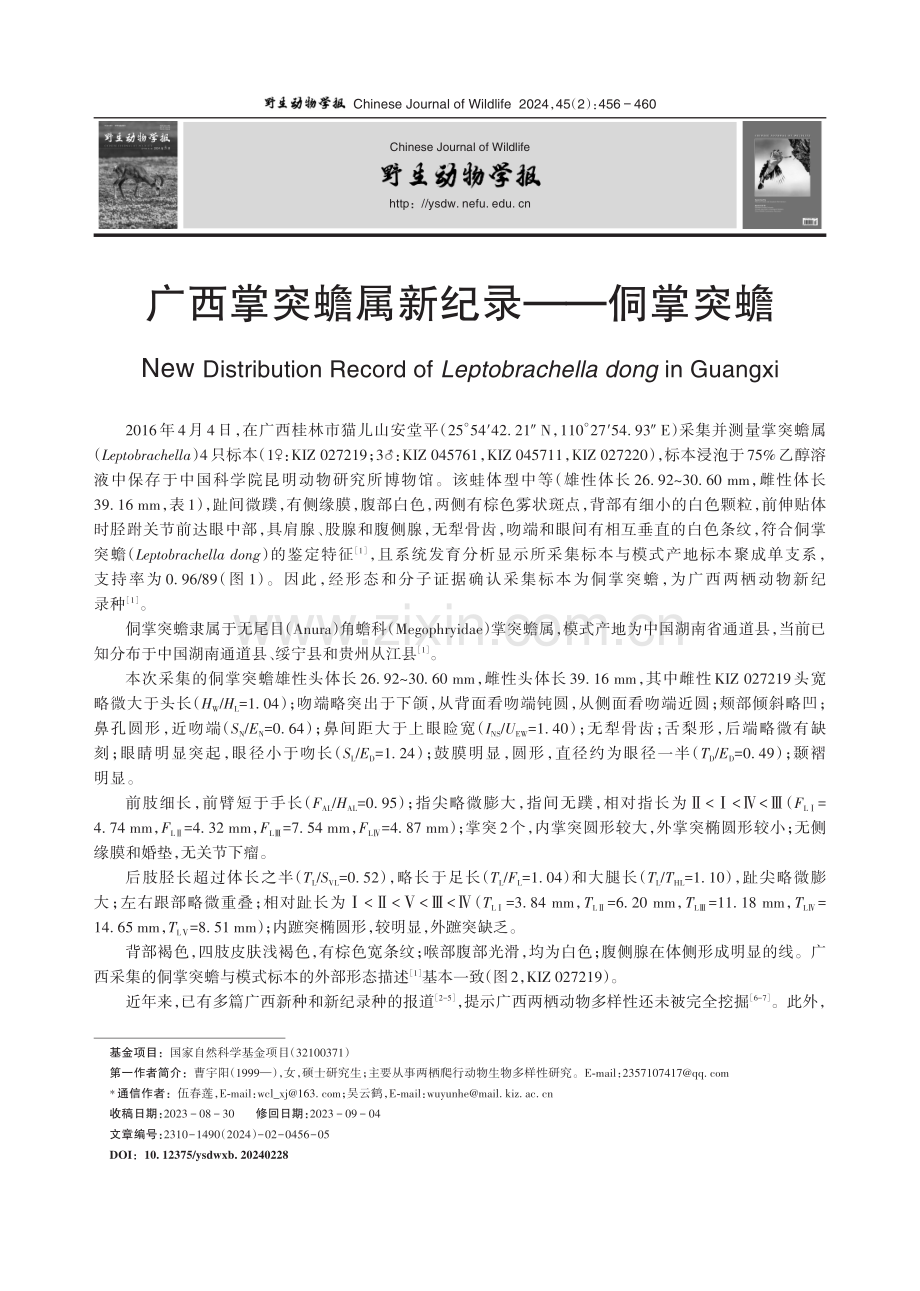 广西掌突蟾属新纪录——侗掌突蟾.pdf_第1页