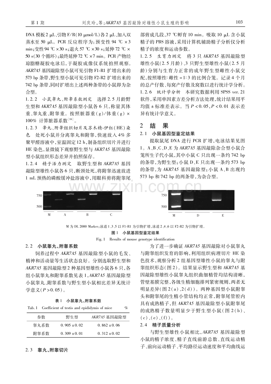 AKR7A5基因敲除对雄性小鼠生殖的影响.pdf_第2页