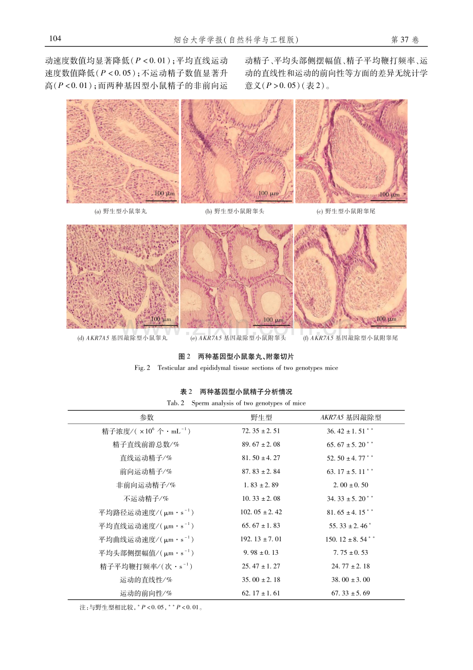 AKR7A5基因敲除对雄性小鼠生殖的影响.pdf_第3页